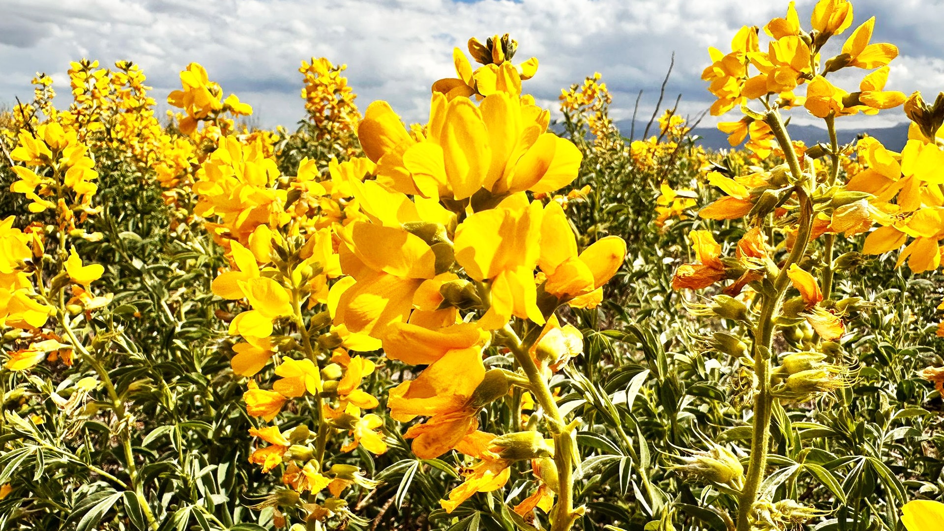 Eber sar�s�n� koparman�n cezas� 387 bin lira