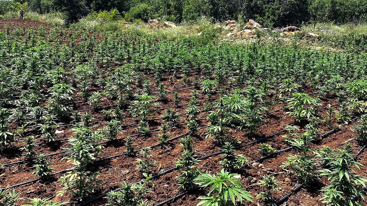 Zehir serası jandarmayı şaşırttı