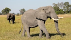 Fillerle ilgili şaşırtan araştırma: Cinsiyete göre selamlaşma