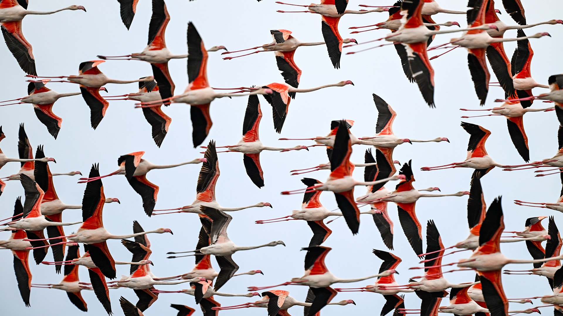 Flamingolar Hürmetçi Sazlığı'nı şenlendirdi