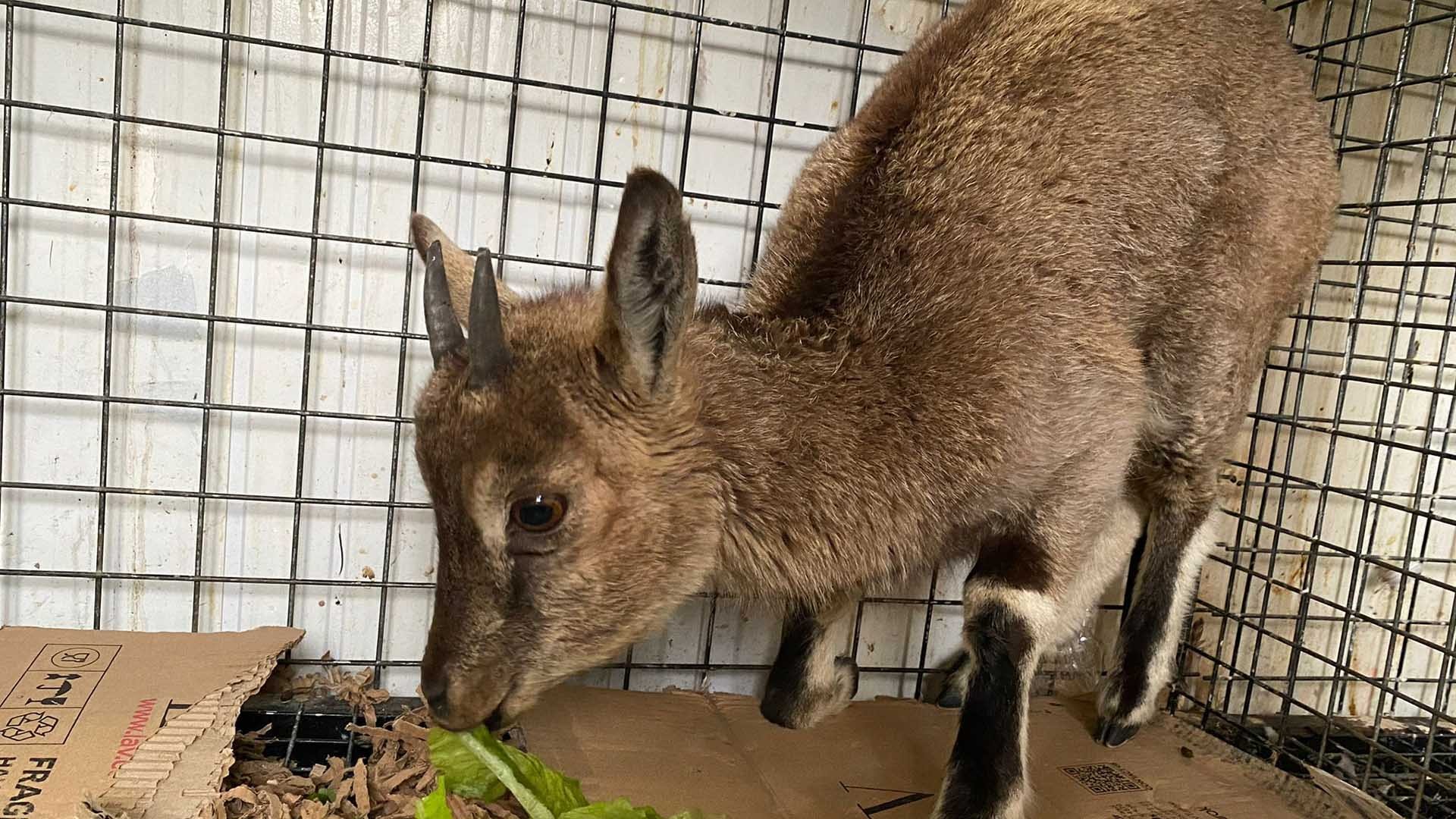 Yavru yaban keçisi emin ellerde