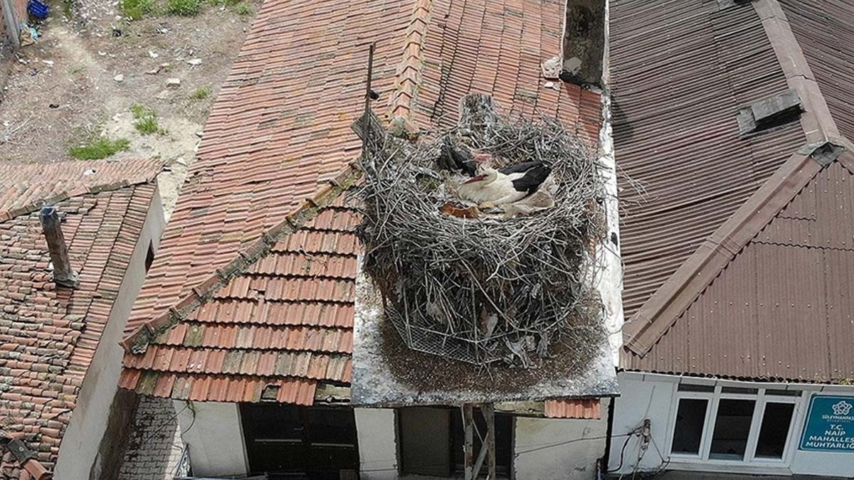 Leylek Gelendost'un hareketleri 24 saat izlenecek