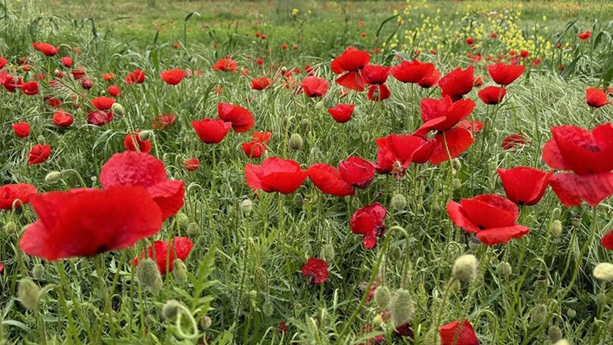 Tekirdağ'da gizli bir cennet: Gelincik tarlaları