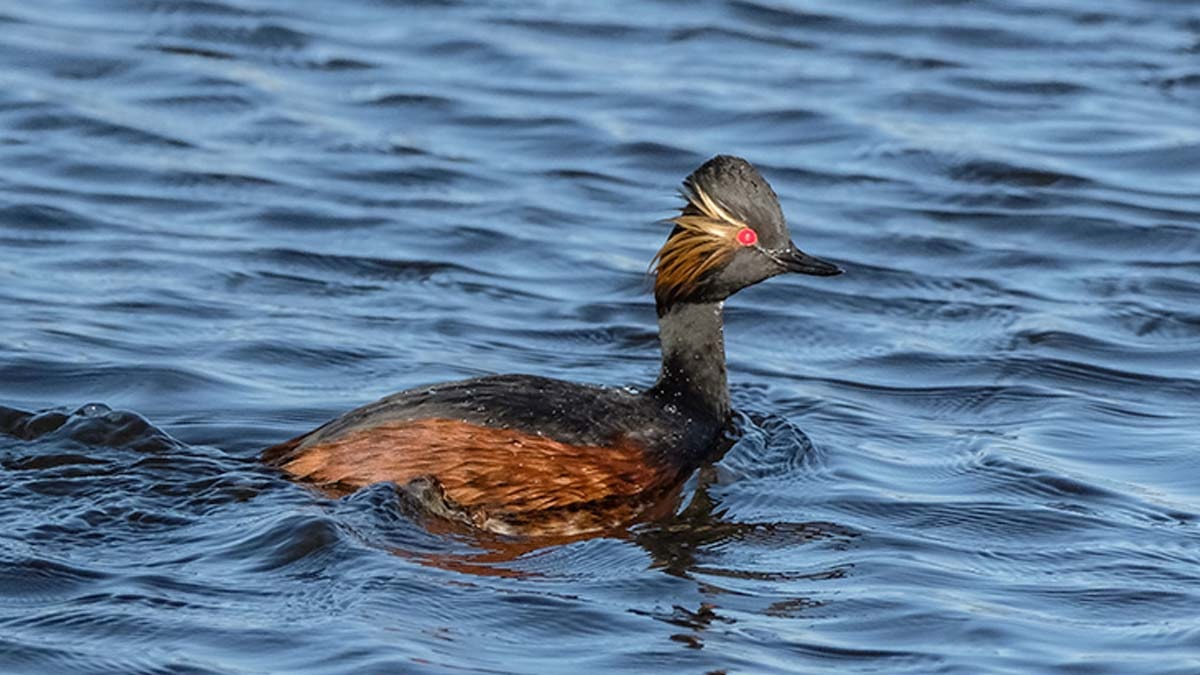 Gökyüzünde renk cümbüşü: Göçmen kuşlar geri döndü