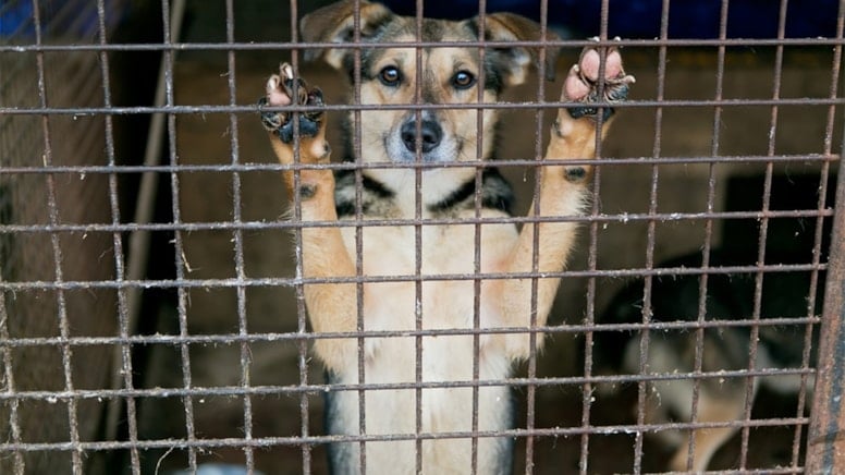 Türkiye'deki sokak hayvanları tartışması Avrupa'nın da radarında