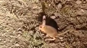 Nadir görülen kanguru faresi görüntülendi