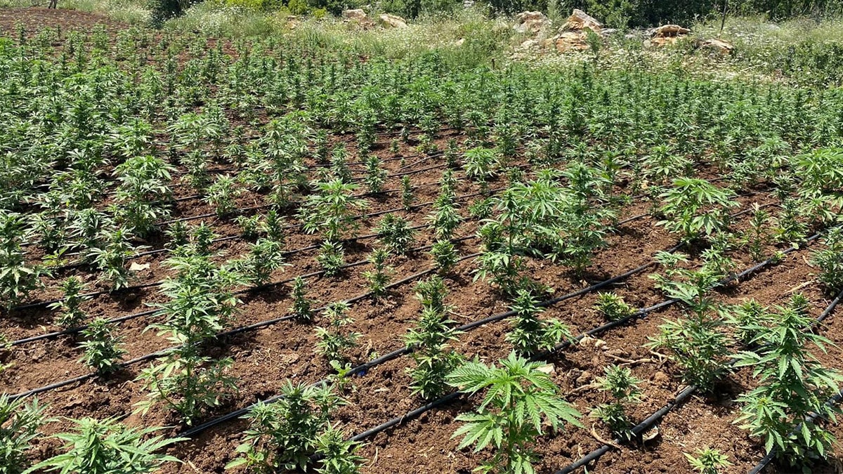 90 bin kök Hint keneviri ele geçirildi