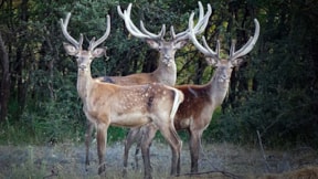 Gümüşhane'de ormana üç kızıl geyik bırakıldı