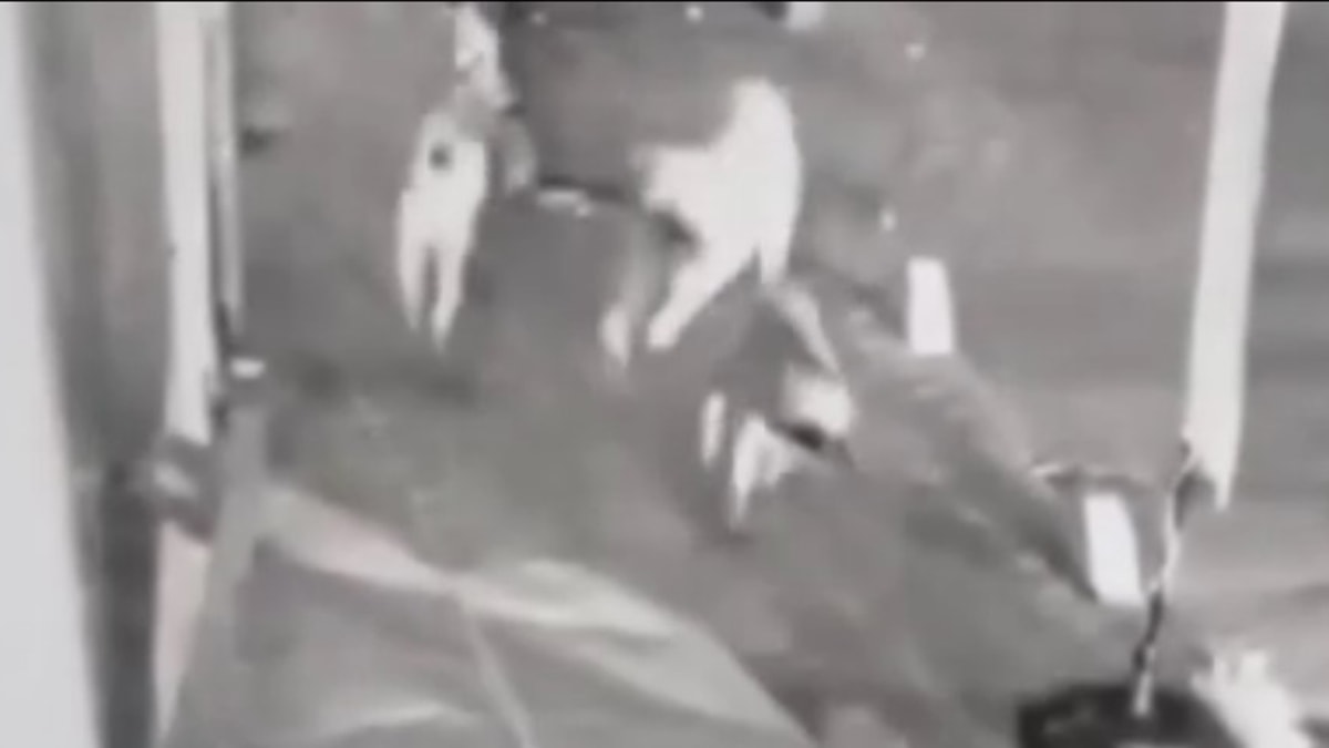 Sahipsiz köpeklerin kediye saldırdığı an kamerada