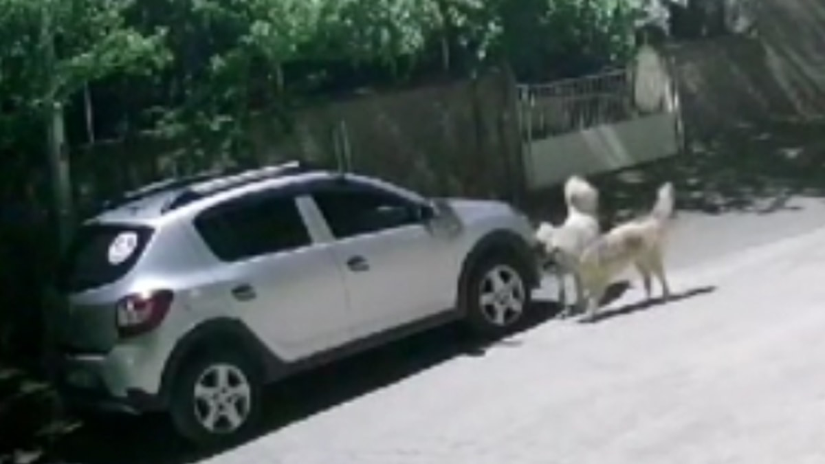 Sahipsiz köpekler park halindeki araca zarar verdi