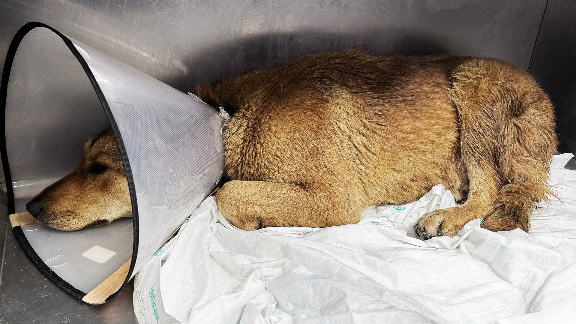 Köpeğe çarpan taksici küfredip kaçtı!