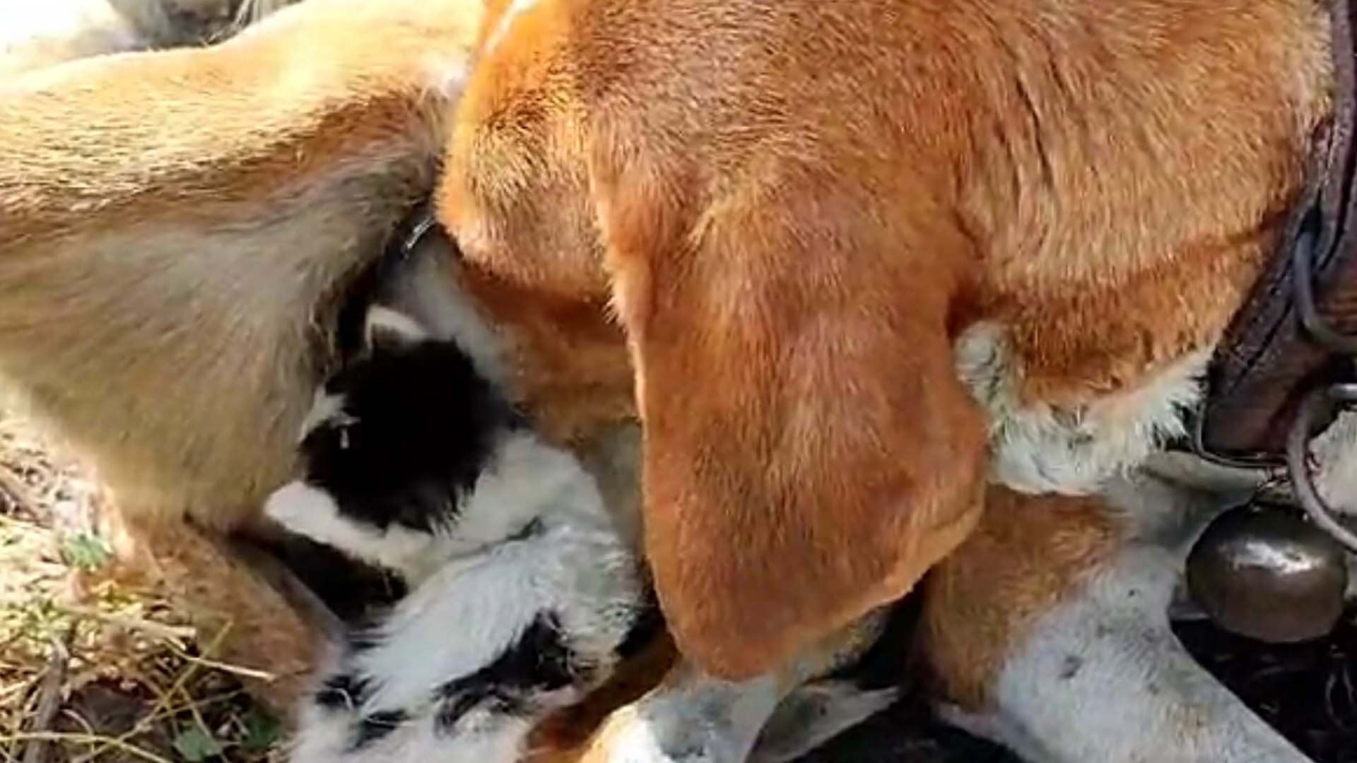 Yavru kedi köpeğin sütünü içiyor