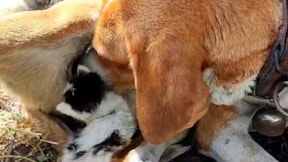 Yavru kedi köpeğin sütünü içiyor