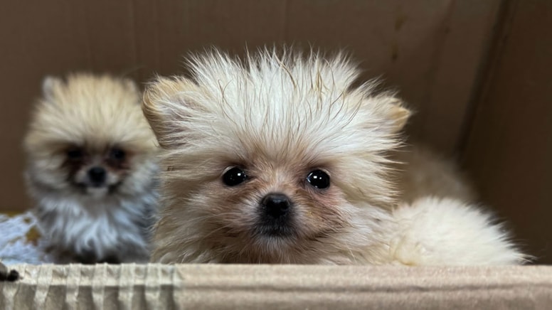 Sınırda beş Pomeranian yavrusu yakalandı