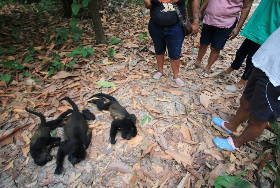 Aşırı sıcaklar nedeniyle 138 maymun öldü