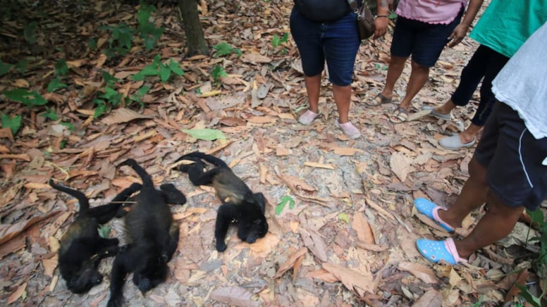 Aşırı sıcaklar nedeniyle 138 maymun öldü
