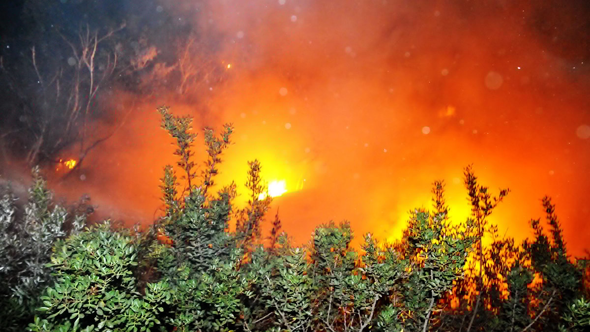 Muğla’da korkutan orman yangını