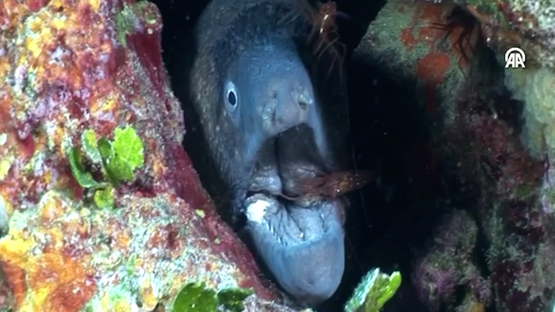 Su altında böylesi ilk kez görüldü