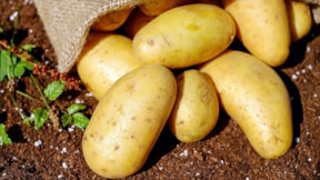 'Patates tarlada para etmiyor markette 20 lira'