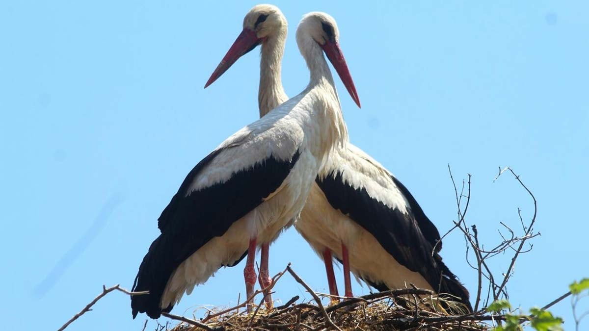 Aydın’da geçen yıla göre 74 leylek azaldı