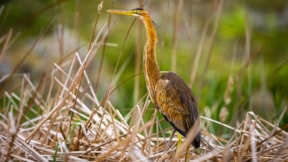 Kızılırmak Deltası nesli tehlike altındaki kuş türlerini ağırlıyor