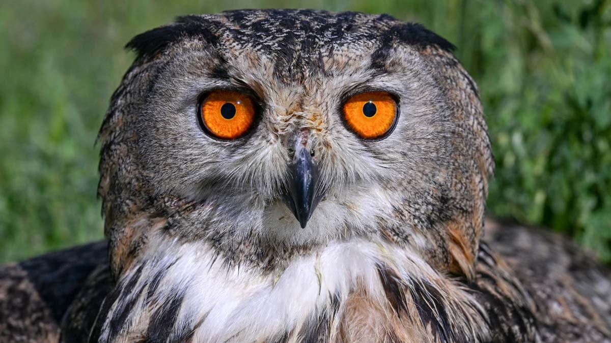 Van'daki merkez yaban kuşlarının sağlık durağı oldu