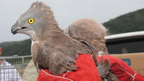 Yaralı halde bulunan yabani kuşlar tedavi edilip doğaya salındı