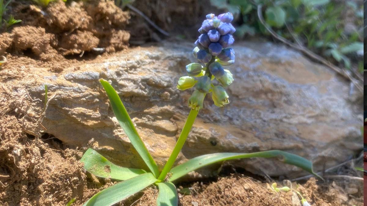 Endemik bitki 'Şirvan sümbülü' çiçek açtı