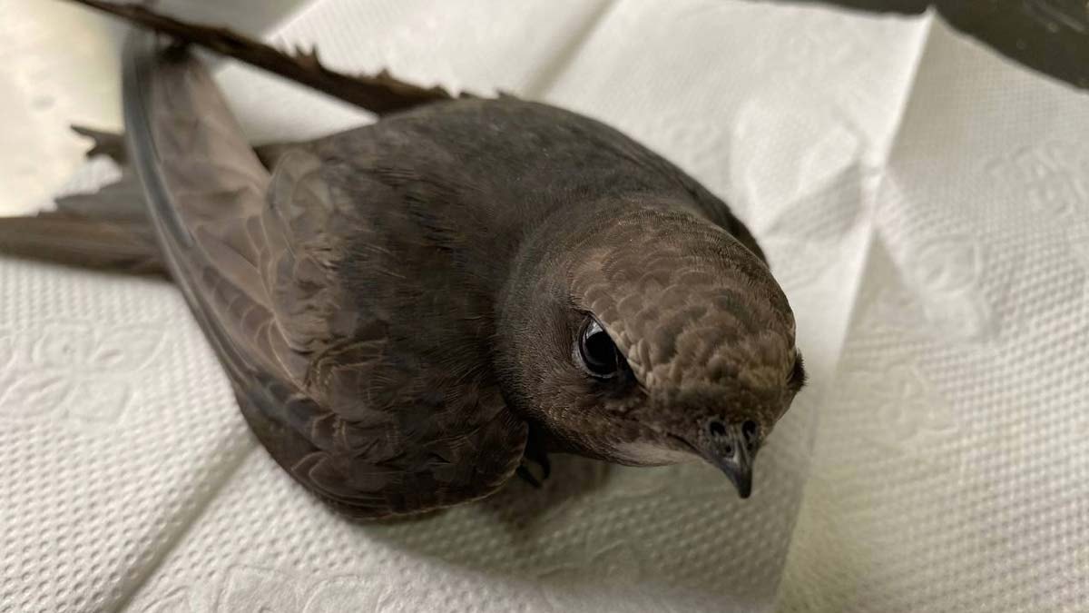 Bitkin bulunan ebabil kuşu doğaya bırakıldı