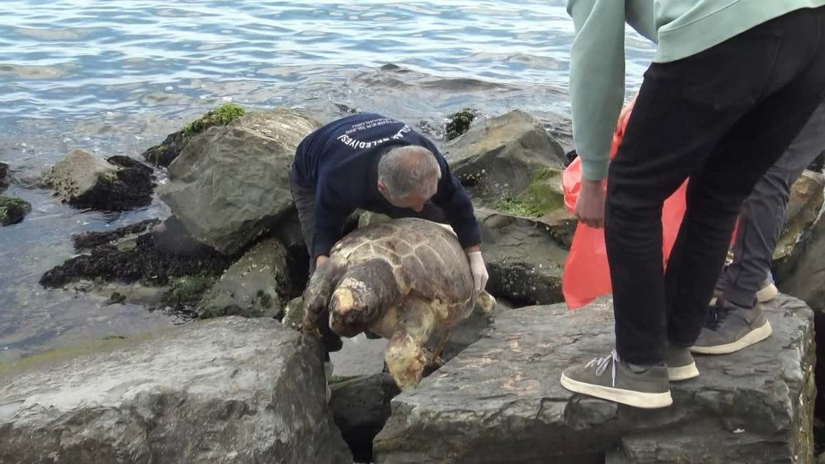 Avcılar sahilinde ölü caretta caretta bulundu