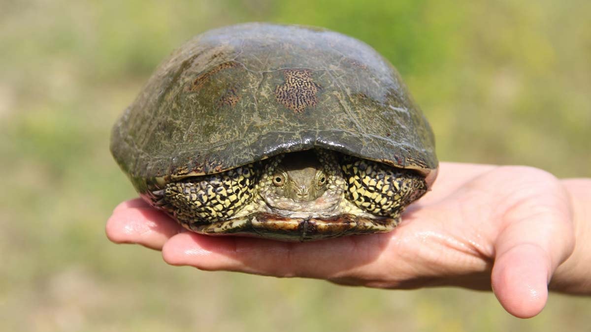 Nesli tehlikedeki 'benekli kaplumbağa' korumaya alındı