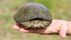Nesli tehlikedeki 'benekli kaplumbağa' korumaya alındı