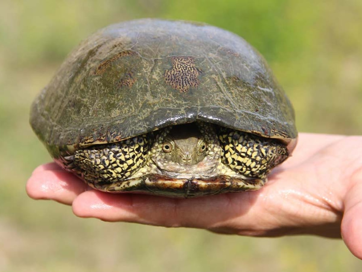 Nesli tehlikedeki 'benekli kaplumbağa' korumaya alındı - Sözcü