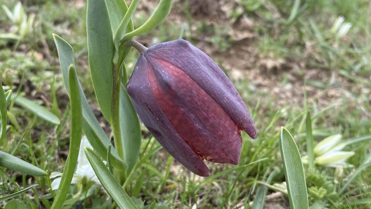 Doğanın mucizesi: Ters laleler açtı