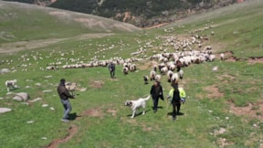 Çobanların dört gün sürecek yayla yolculuğu başladı
