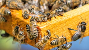 Arı ölümlerine yol açan faktörler iklim değişikliğiyle artıyor