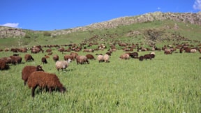 Cumaçay Yaylası'nda bahar coşkusu: Koyun ve kuzu sesleri yankılanıyor