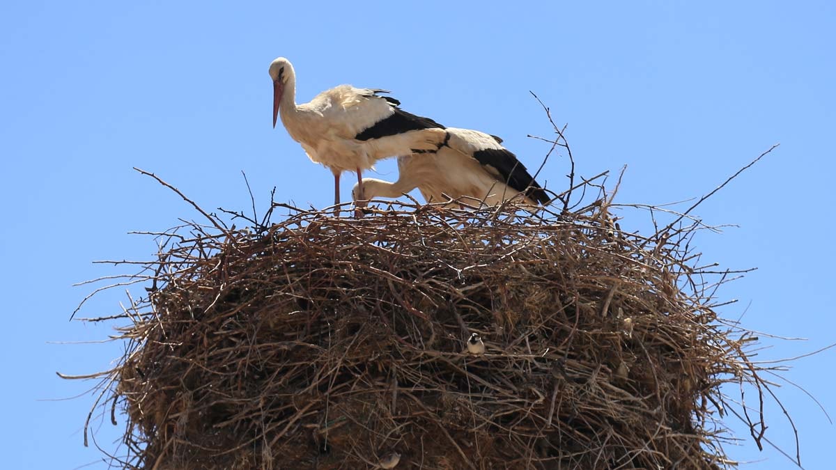 Leylekler 26 yıldır aynı direğe yuva yapıyor