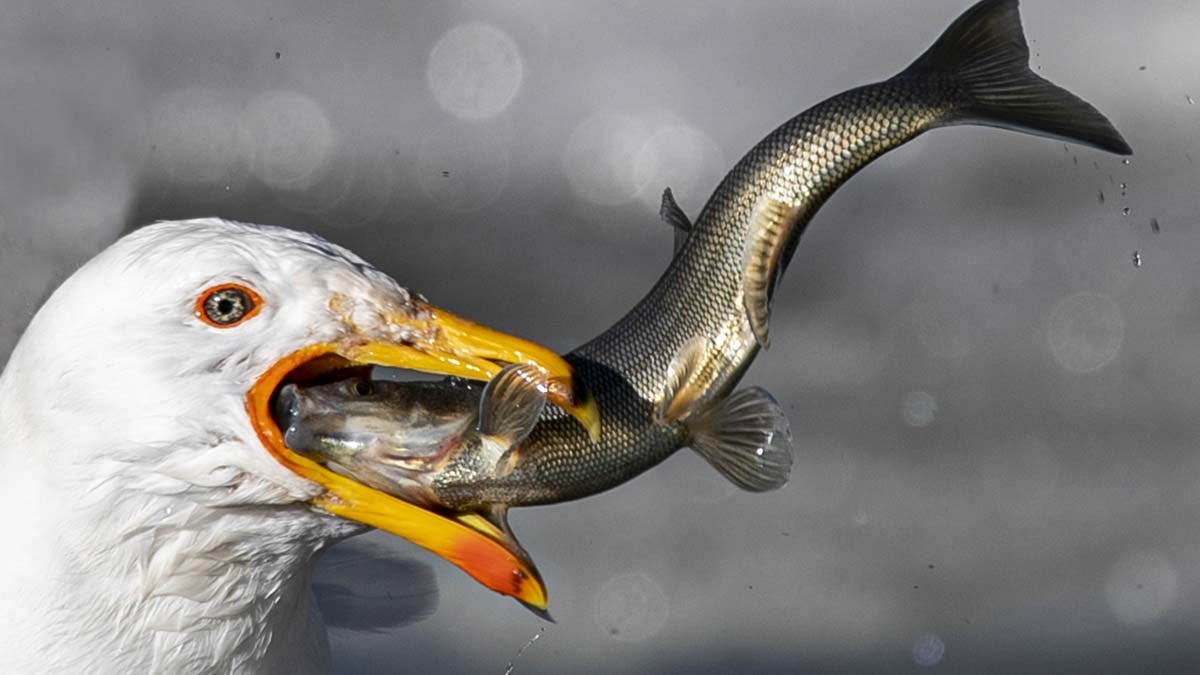 Martılar göç yolculuğundaki inci kefallerini avlıyor