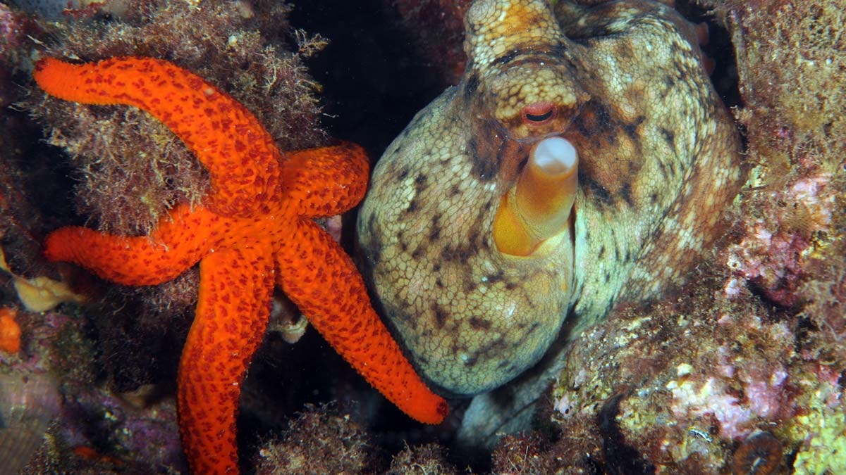 Dalyan Kanalı'nın gizli güzellikleri görüntülendi