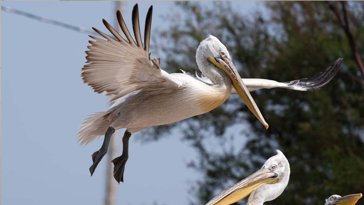 Tepeli pelikanları her gün elleriyle besliyor