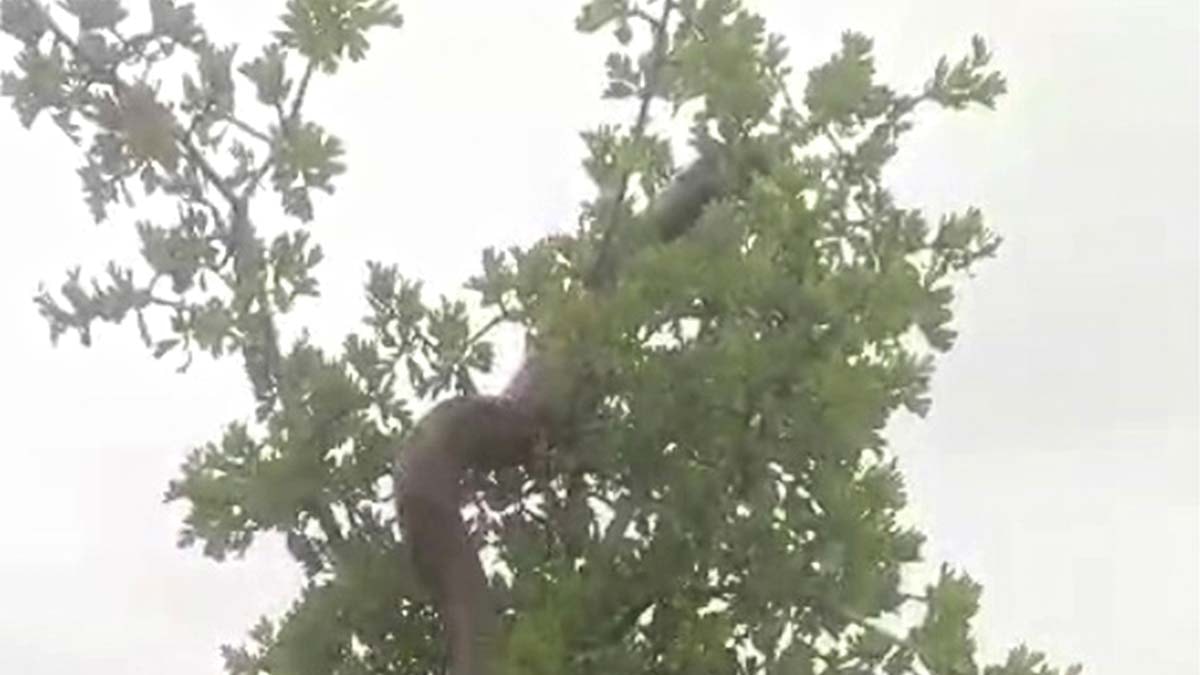 2,5 metrelik yılan ağaçta görüntülendi