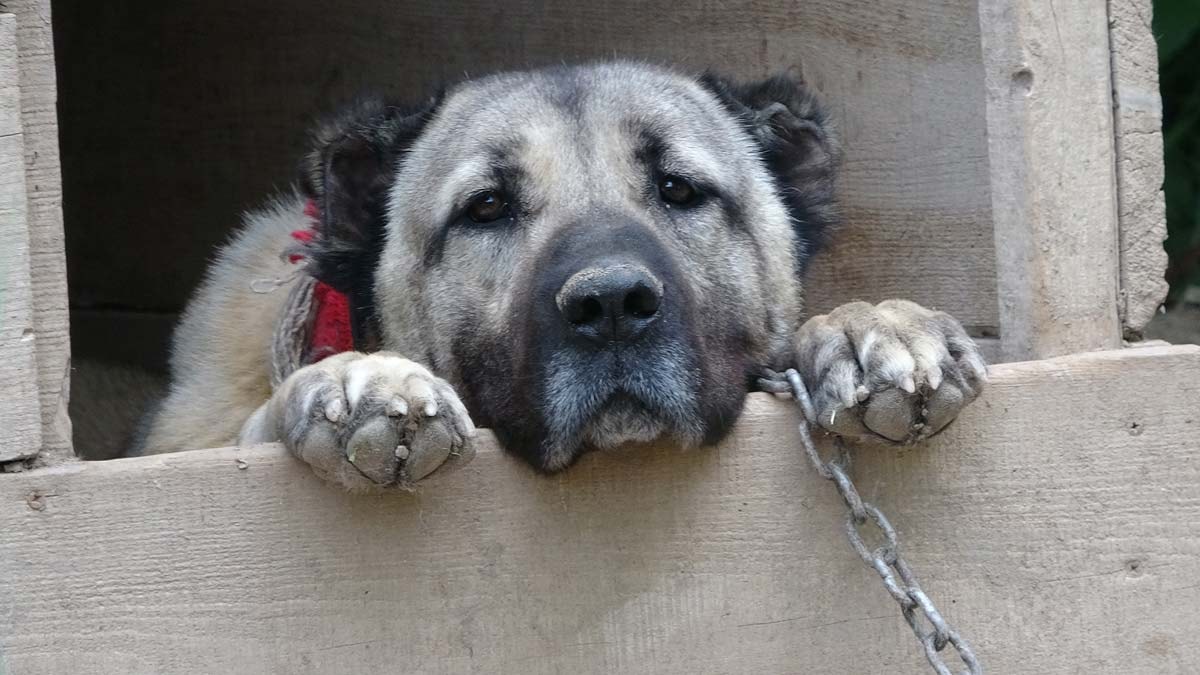 İklim değişikliği Kangal köpeklerini tehdit ediyor
