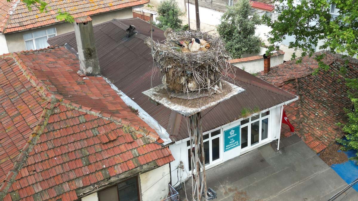 Leylek 'Gelendost' 20 yıldır aynı yuvada