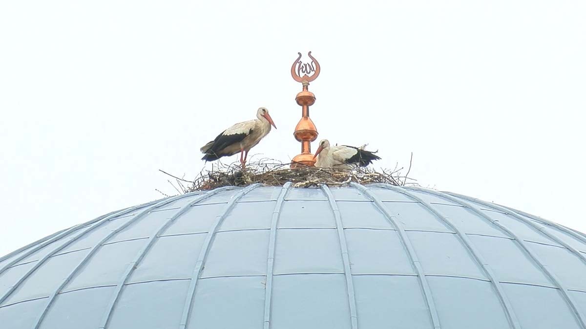 Cami kubbesine yuva kuran leylekler Bursa'nın simgesi oldu