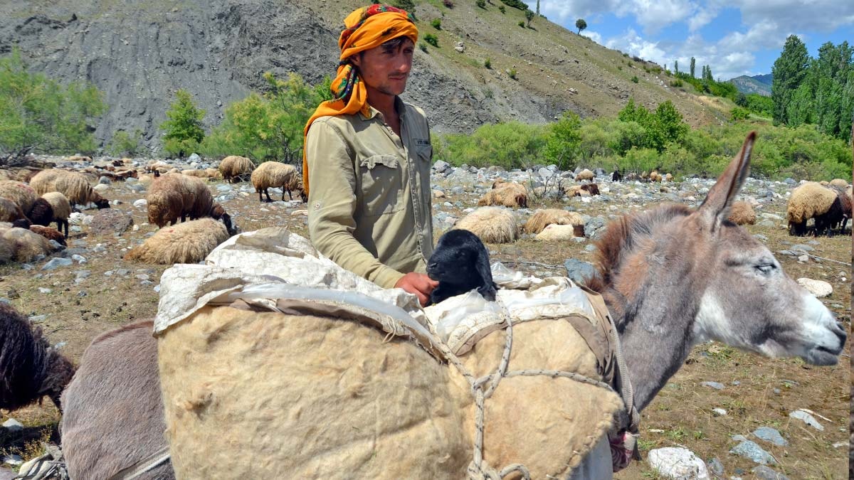 Muşlu besicilerin yaylalara yolculuğu başladı