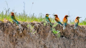 Kışı Afrika'da geçiren arı kuşları Diyarbakır'a geldi