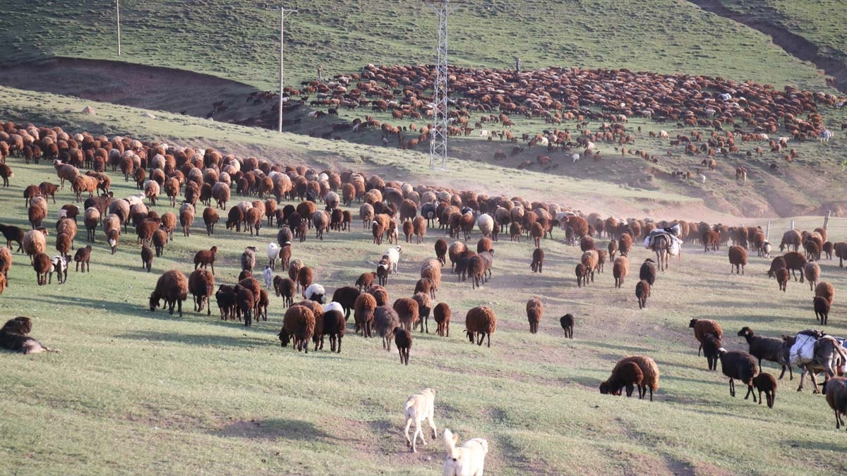 Yayla göçü başladı: Binlerce hayvan zorlu yolculuğa çıktı
