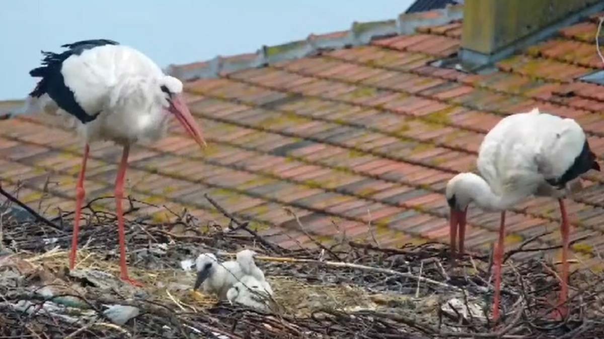 Yaren leylek ile eşi Nazlı, dört yavrusundan ikisini kaybetti