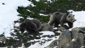Kış uykusundan uyanan ayılar yiyecek arayışında